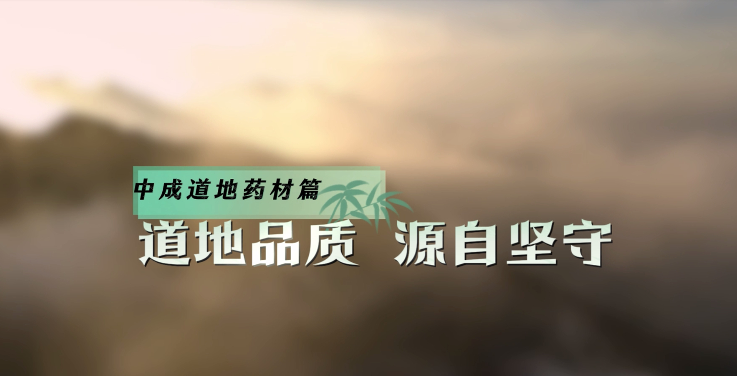 中成道地药材篇：道地品质 源自坚守
