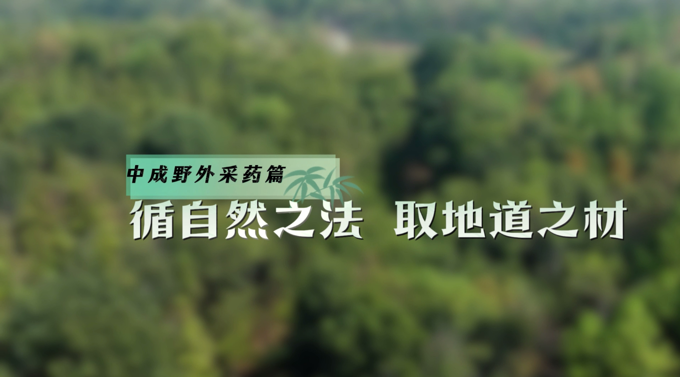 中成野外采药篇：循自然之法 取地道之材